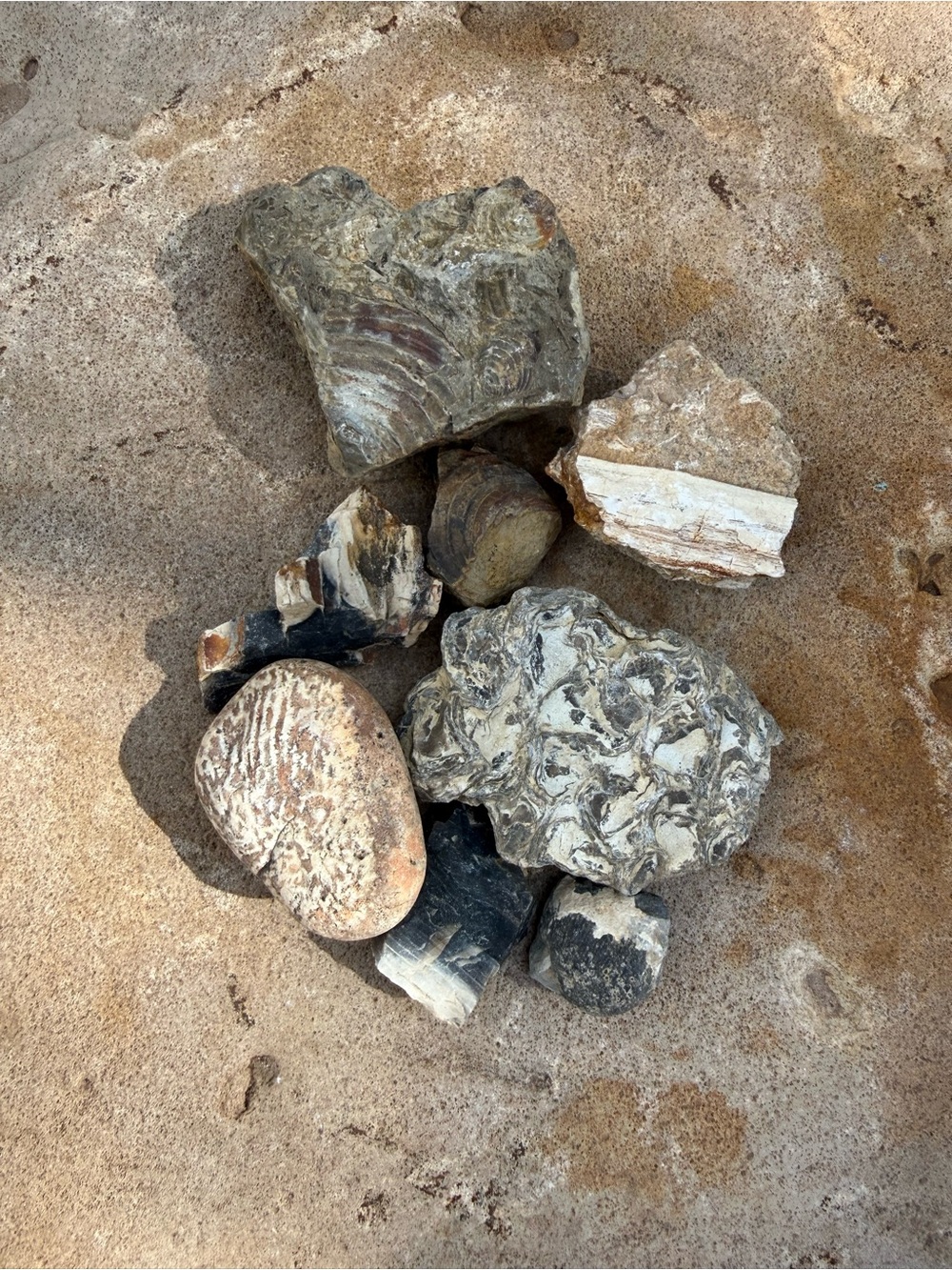 Natural Fossilized petrified wood & Shell Lot